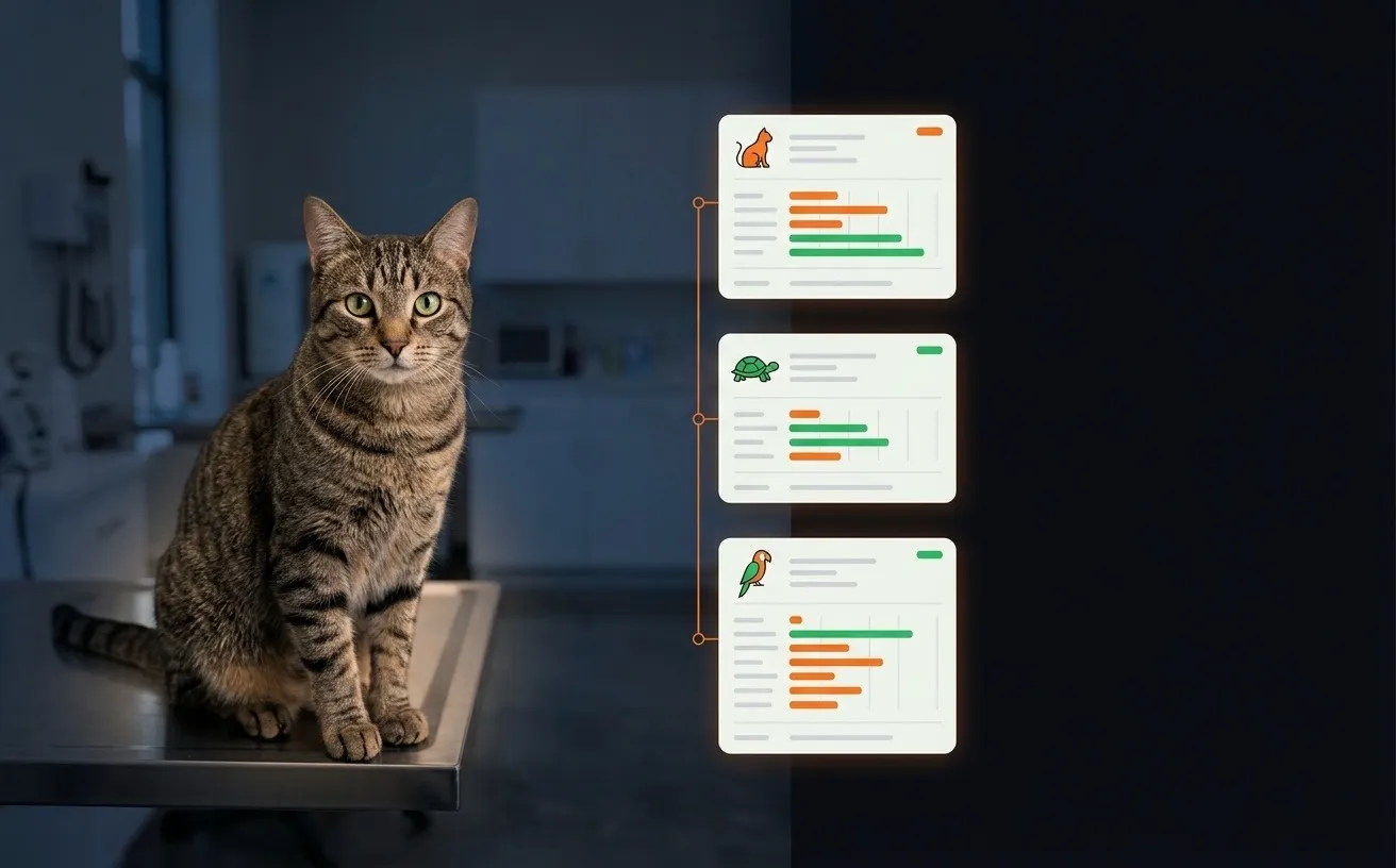 A cat on an exam table beside a timeline of neatly stacked patient record cards