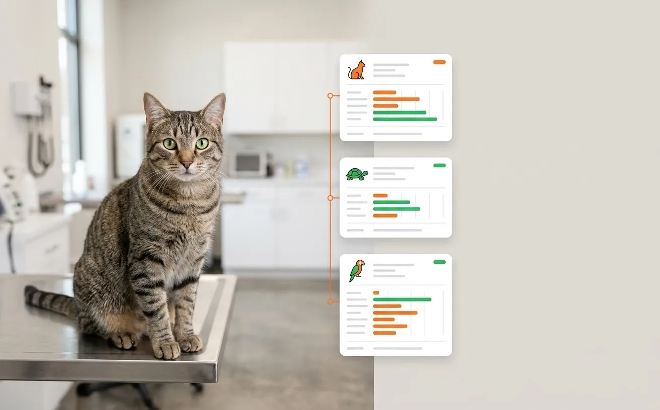 A cat on an exam table beside a timeline of neatly stacked patient record cards